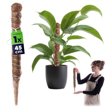 Tyczka do roślin kokosowa Cande 45 cm podpora doniczkowa 1 szt.