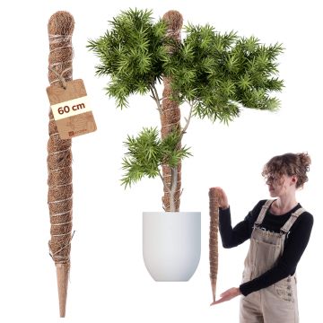 Tyczka do roślin kokosowa Cande 60 cm podpora doniczkowa 1 szt.