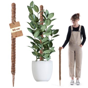 Tyczka do roślin kokosowa Cande 90 cm podpora doniczkowa 1 szt.
