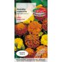 Aksamitka rozpierzchła (niska) - Tagetes patula nana fl.pl. mieszanka 1g