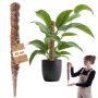 Tyczka do roślin kokosowa Cande 45 cm podpora doniczkowa 1 szt.