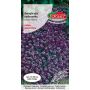 Smagliczka nadmorska - Lobularia maritima fioletowa 1g