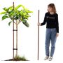 Podpora do roślin drewniana Espe palik 16 mm x 150 cm 1 szt.