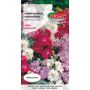 Lewkonia letnia - Matthiola incana annua Varsovia mix kolorów o błyszcz. liściach 0,5g