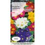 Pierwiosnek bezłodygowy - Primula acaulis mieszanka 0,1g