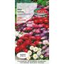 Aster chiński karłowy - Callistephus chin. fl.pl. mieszanka 1g