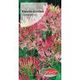 Kleoma ciernista - Cleome spinosa różowa 1g
