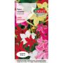 Tytoń ozdobny - Nicotiana alata mieszanka 0,5g