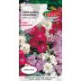 Lewkonia wielopędowa - Matthiola incana annua mieszanka 1g