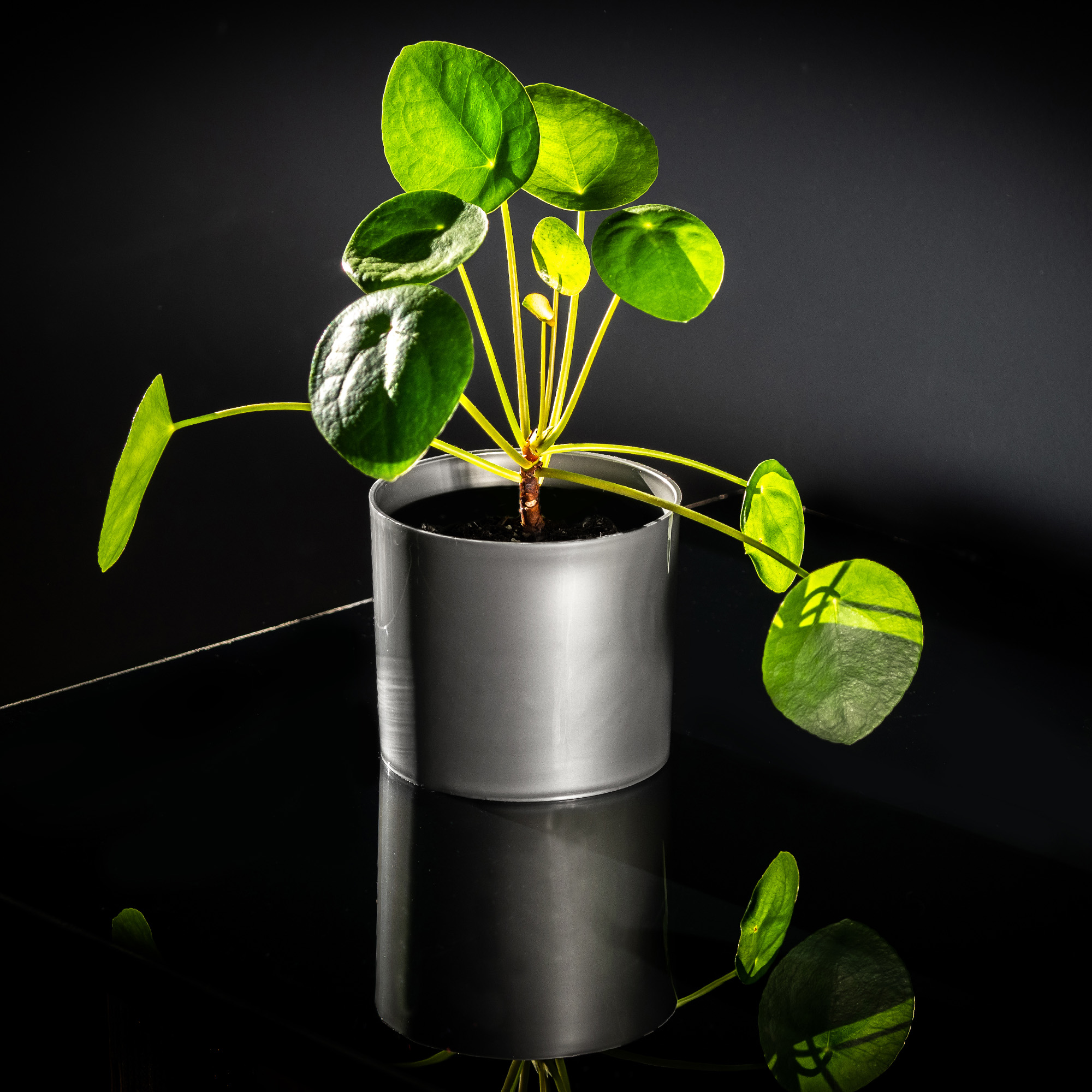 Doniczka na kwiaty okrągła Figari 12 cm, srebrna