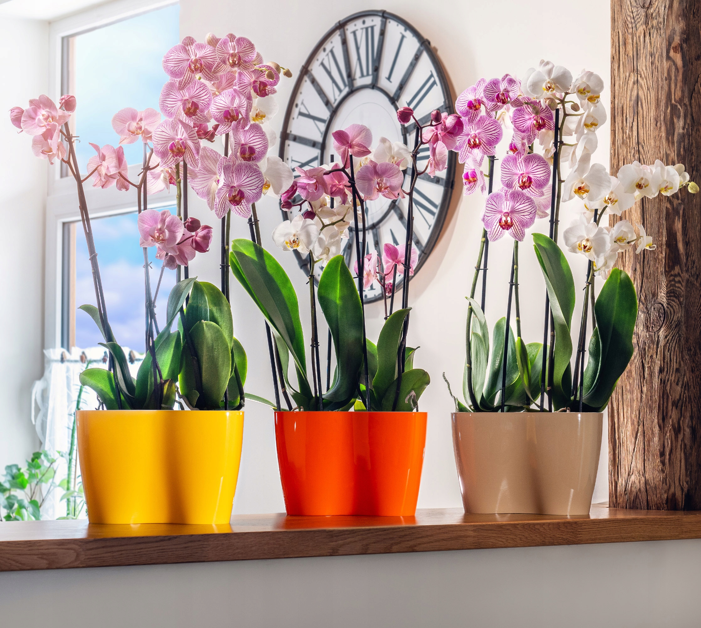 Doniczka do storczyków podwójna Fermo 15 x 23 cm, beżowa