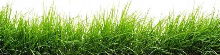 Trawa regeneracyjna Barenbrug SOS Lawn Repair 5kg