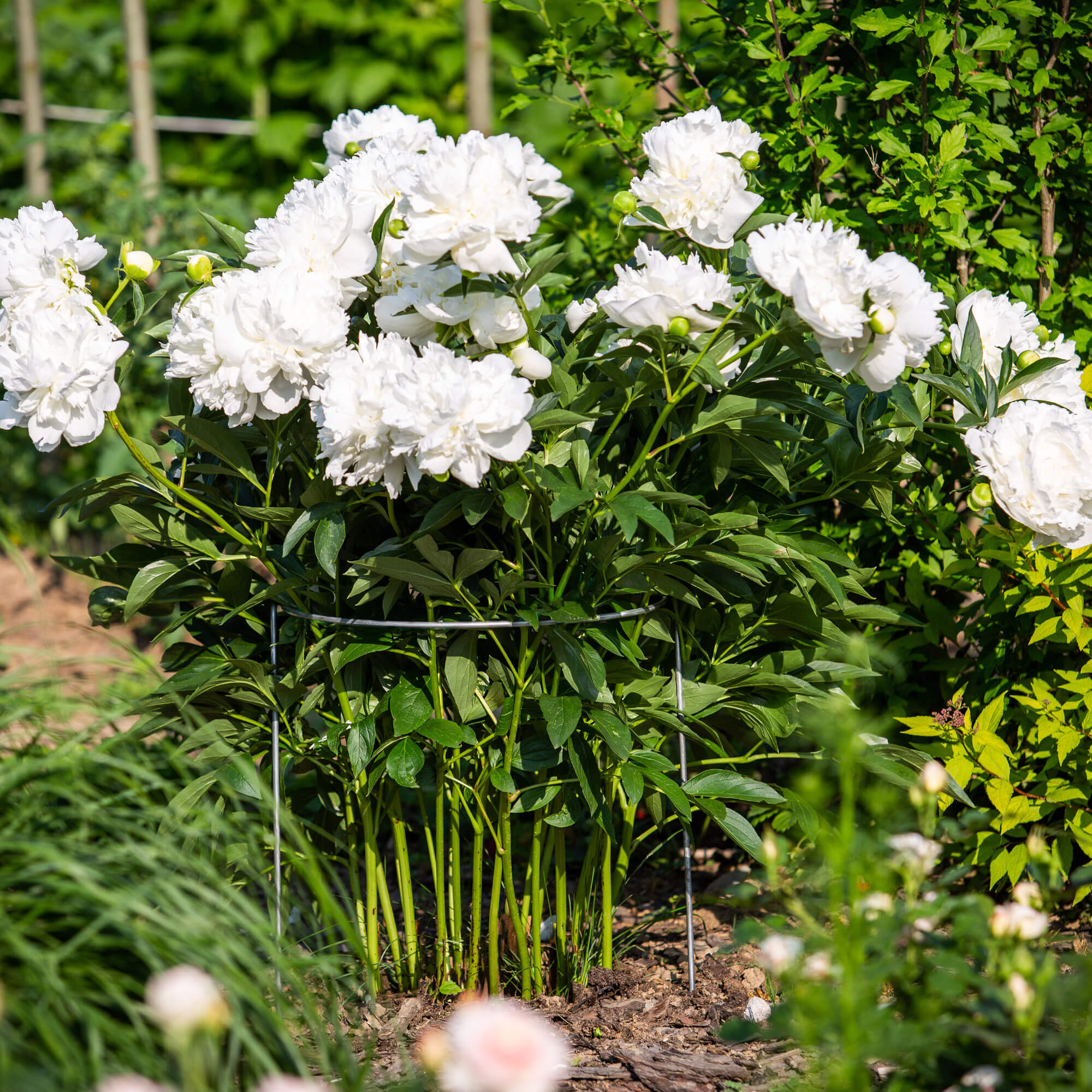 Podpora do roślin 39 x 50 cm