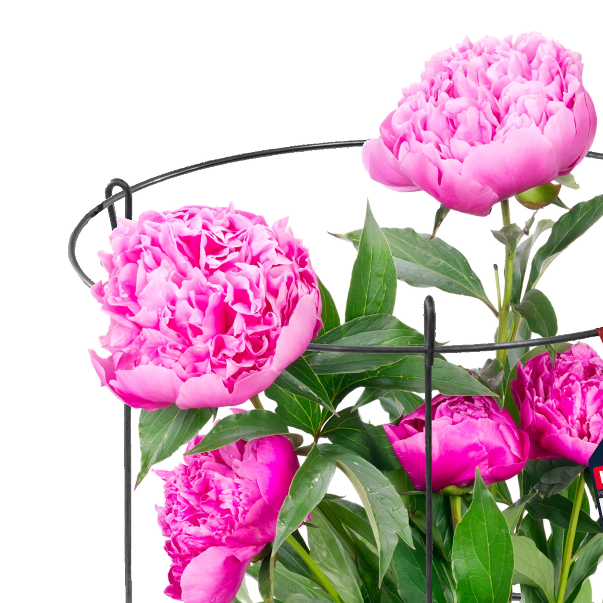 Podpora ogrodowa do roślin 36 x 60 cm, 2 szt.