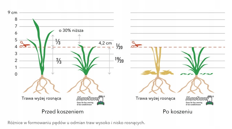 Trawa gazonowa Barenbrug Mow Saver Robot&Mulch 5kg