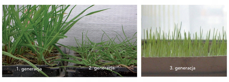 Trawa regeneracyjna Barenbrug SOS Quick Repair 15kg