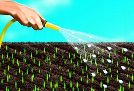 Trawa odporna na suszę Barenbrug Water Saver 1kg
