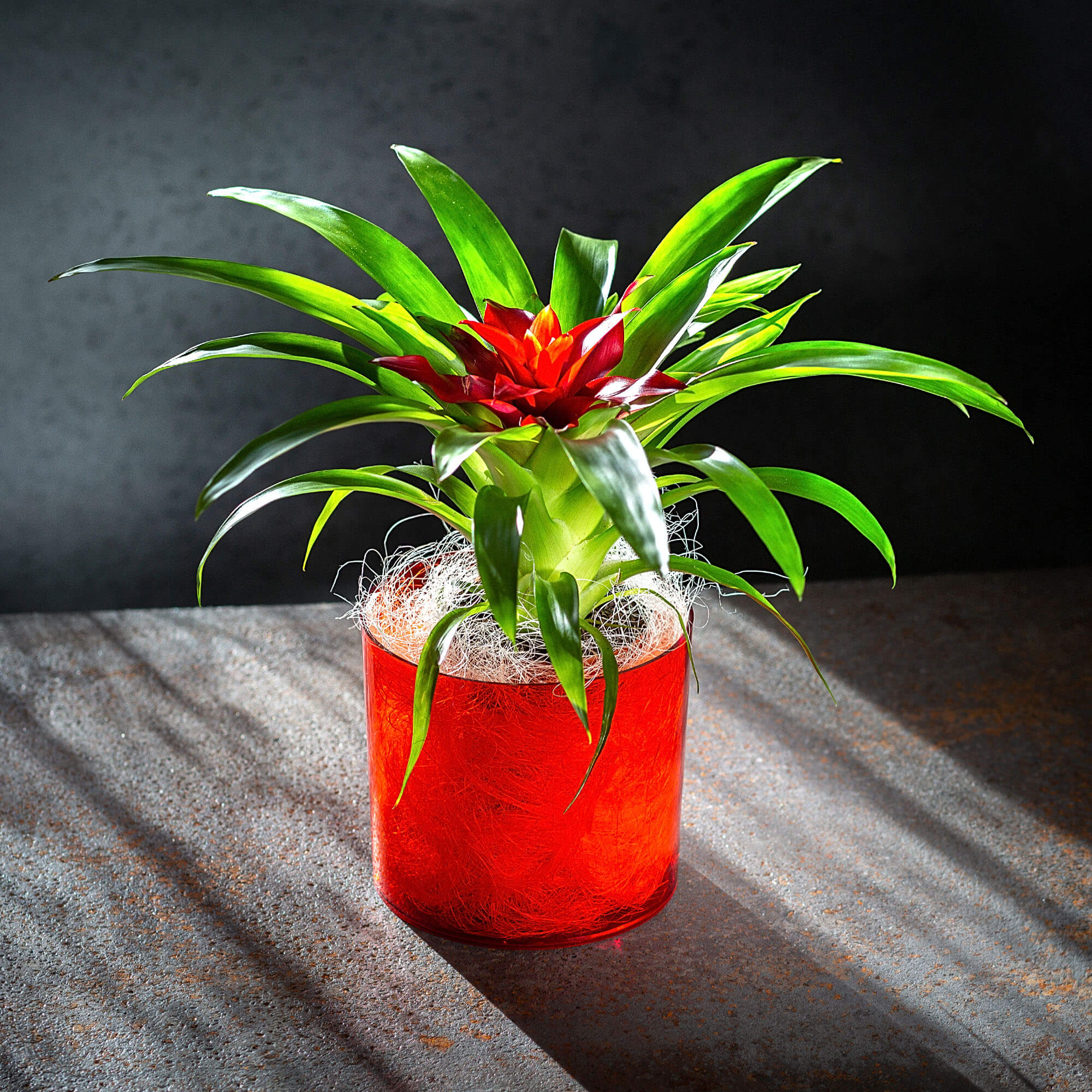 Doniczka na kwiaty okrągła Figari 14 cm, czerwona