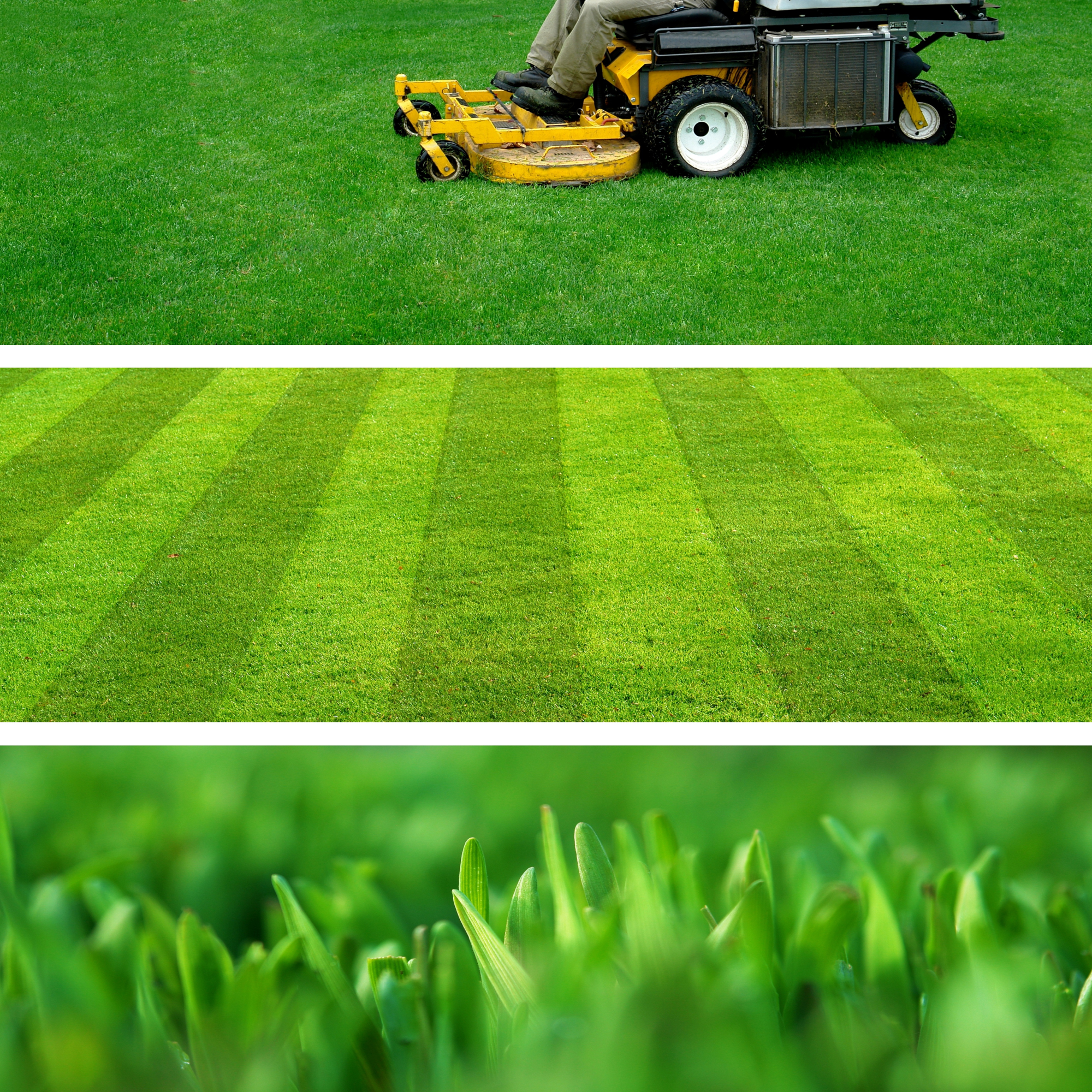 Trawa uniwersalna Riset szybko zagęszczająca 2 kg 100 m2