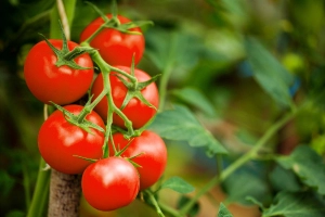 Jak sadzić pomidory w doniczkach?