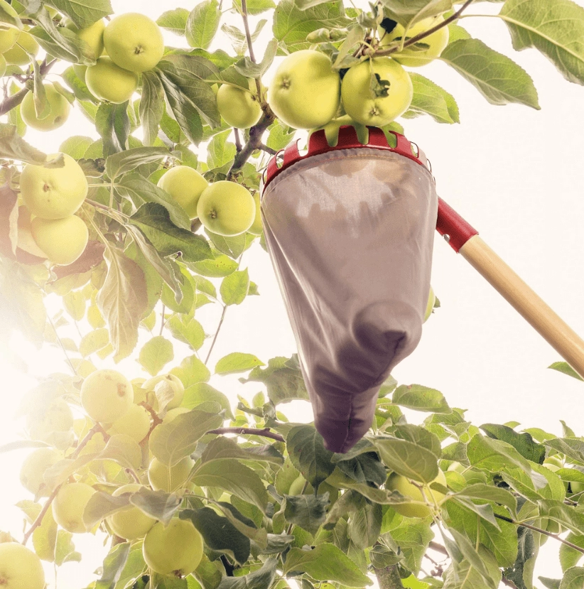 Kiedy zrywać jabłka i jak je przechowywać