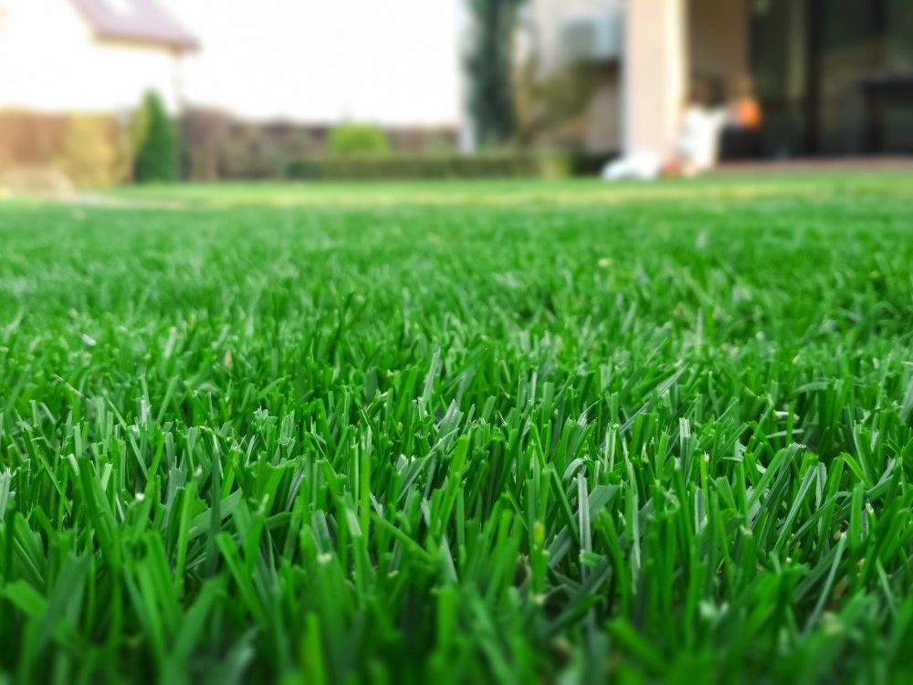 trawnik