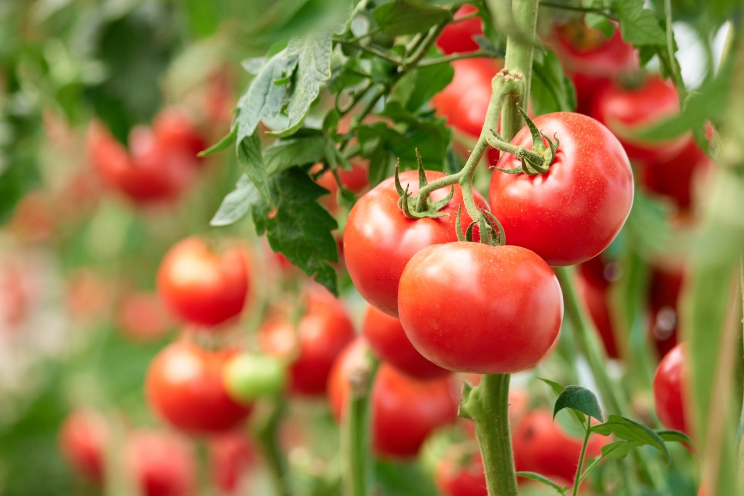Przepis na kiszone pomidory koktajlowe