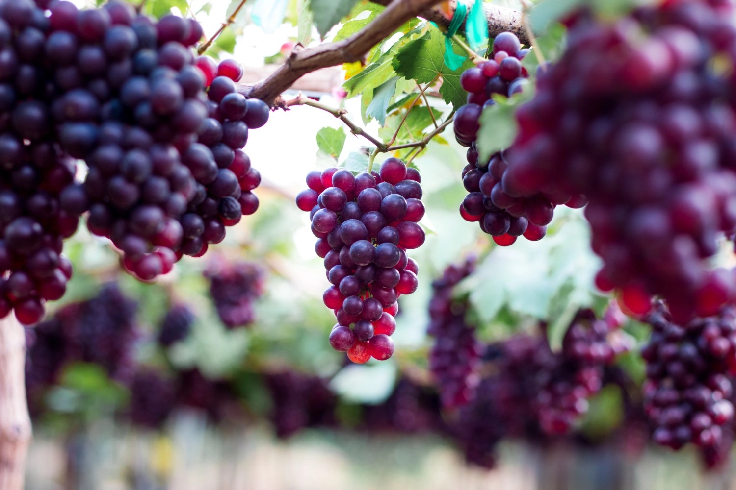 Czym i jak przycinać winogrona?
