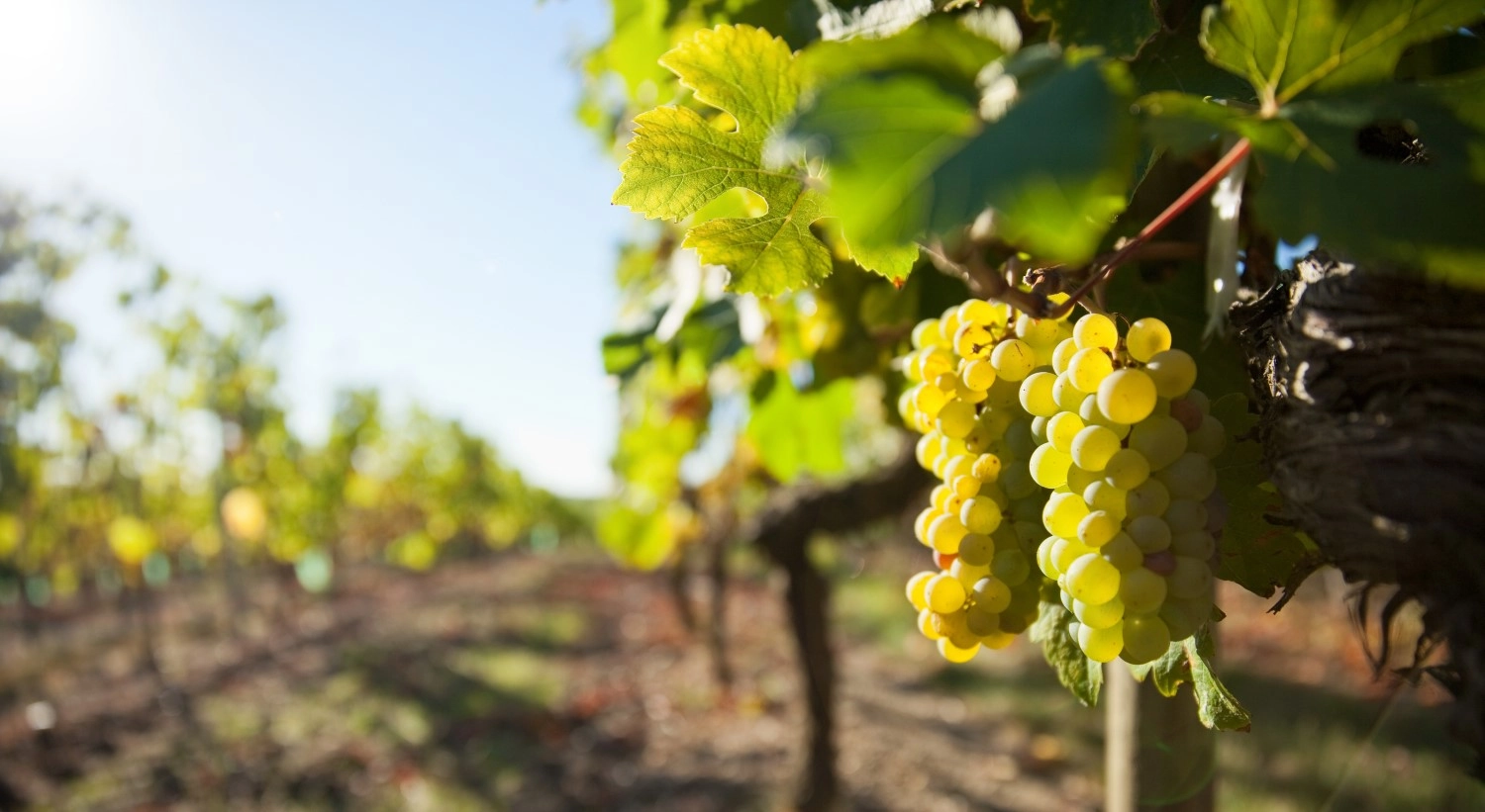 Zasady cięcia winorośli – jak ciąć winorośl?