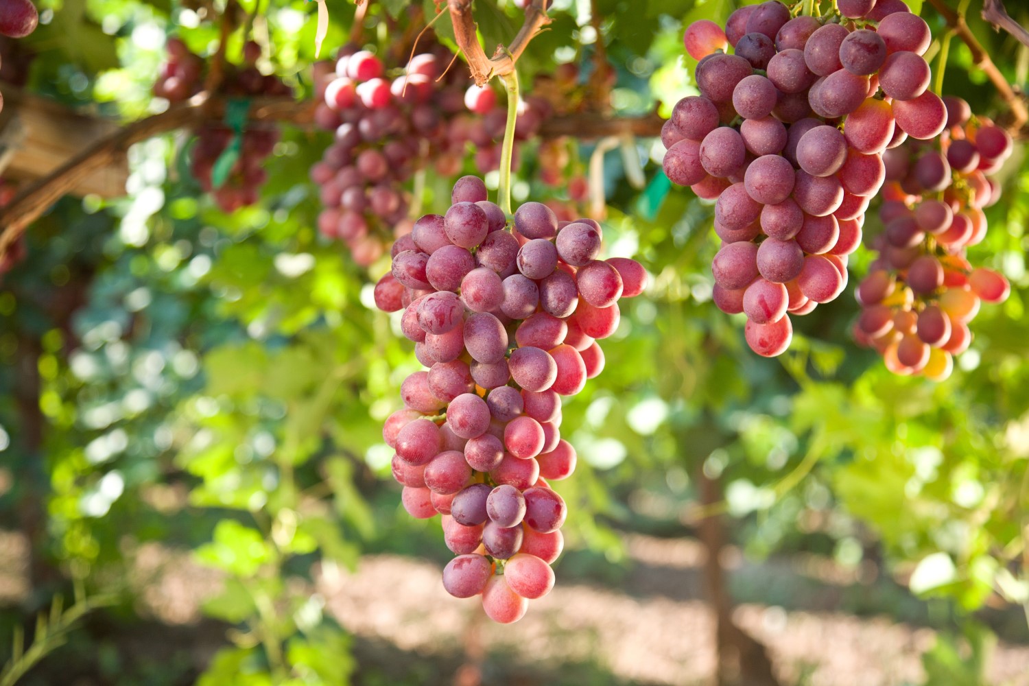 Jak i kiedy przycinać winogrona? Kluczowe terminy i techniki cięcia winorośli