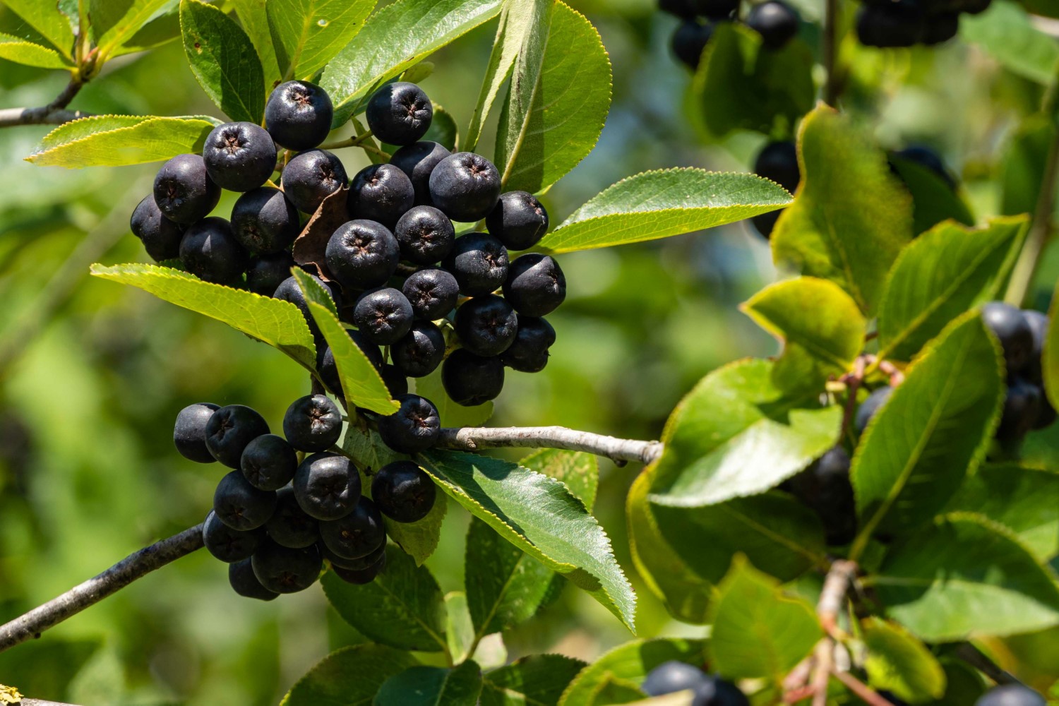 aronia