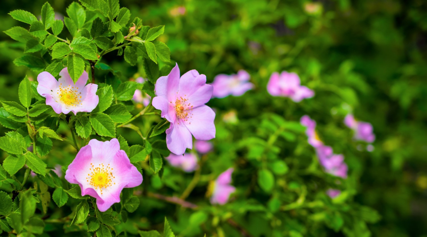 Dzika róża (Rosa canina)