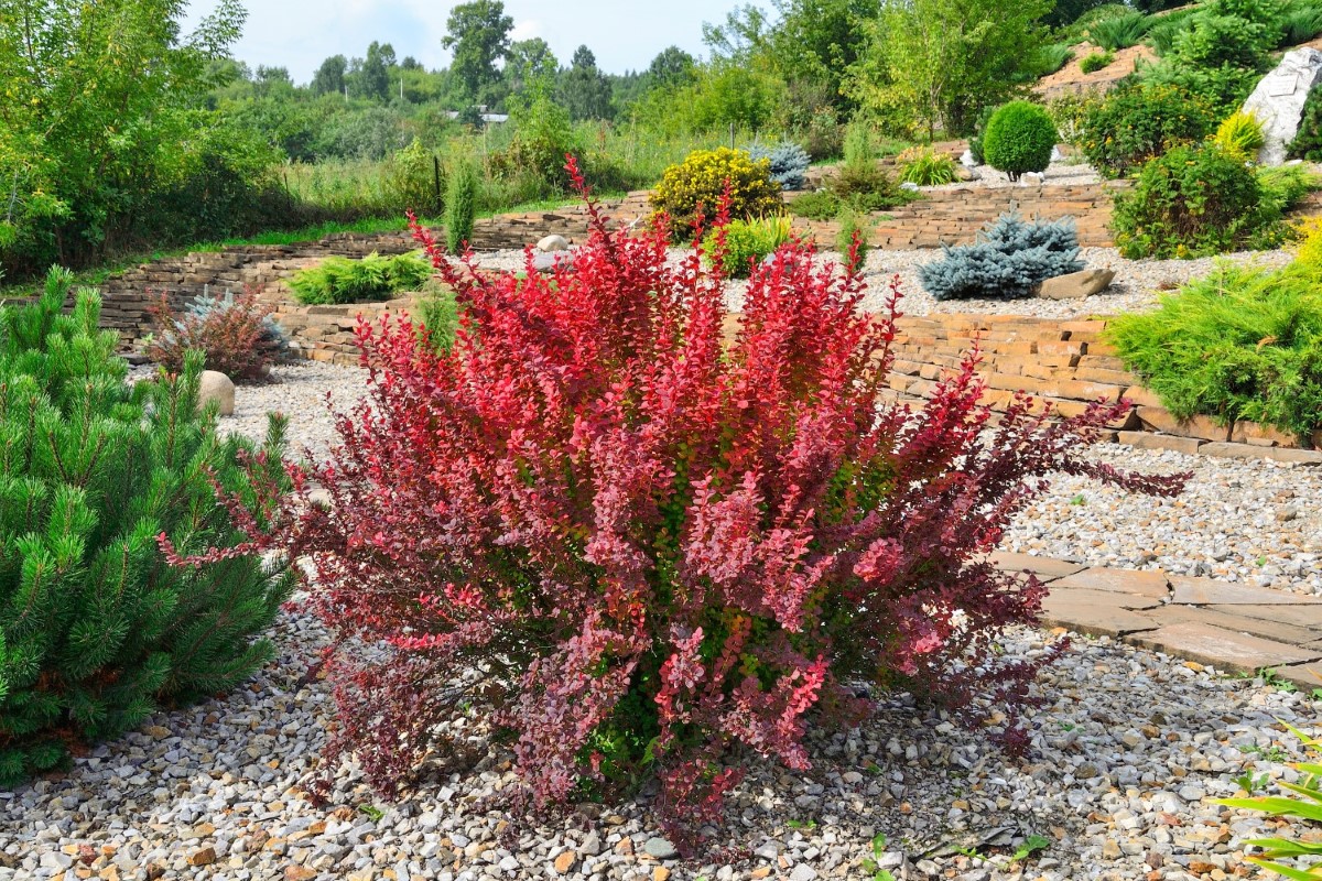 Berberys (Berberis thunbergii)