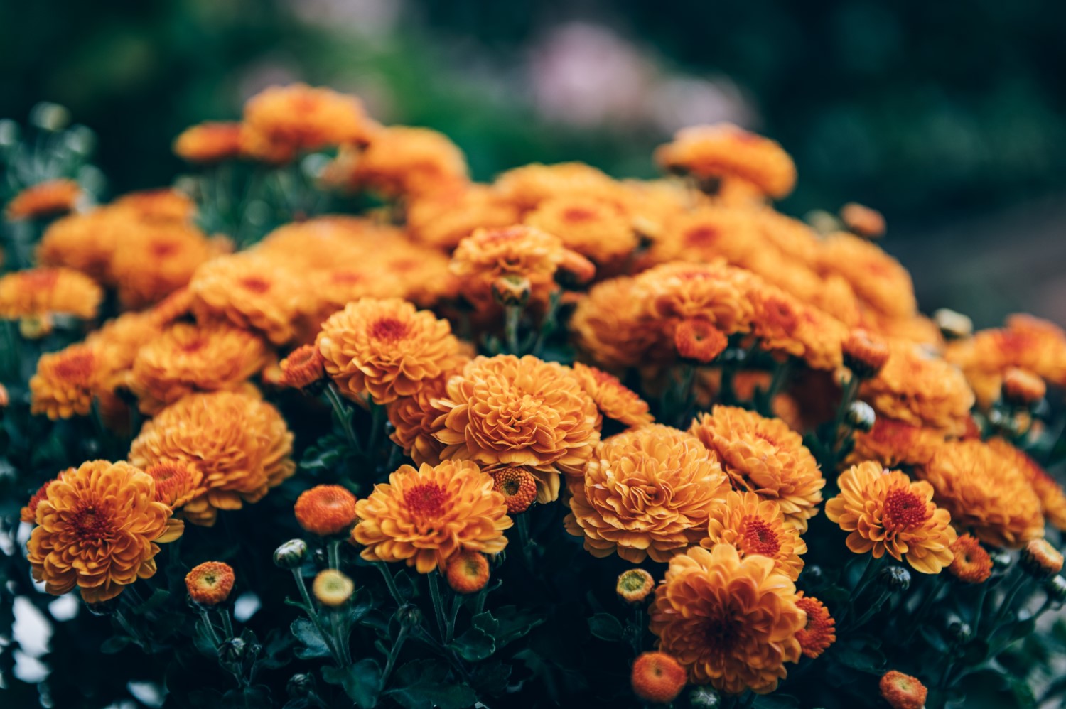 Chryzantema (Chrysanthemum indicum)