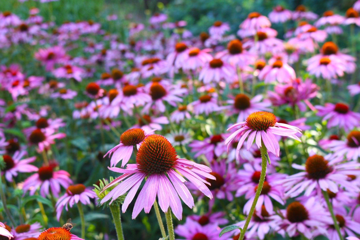 Jeżówka purpurowa (Echinacea purpurea)