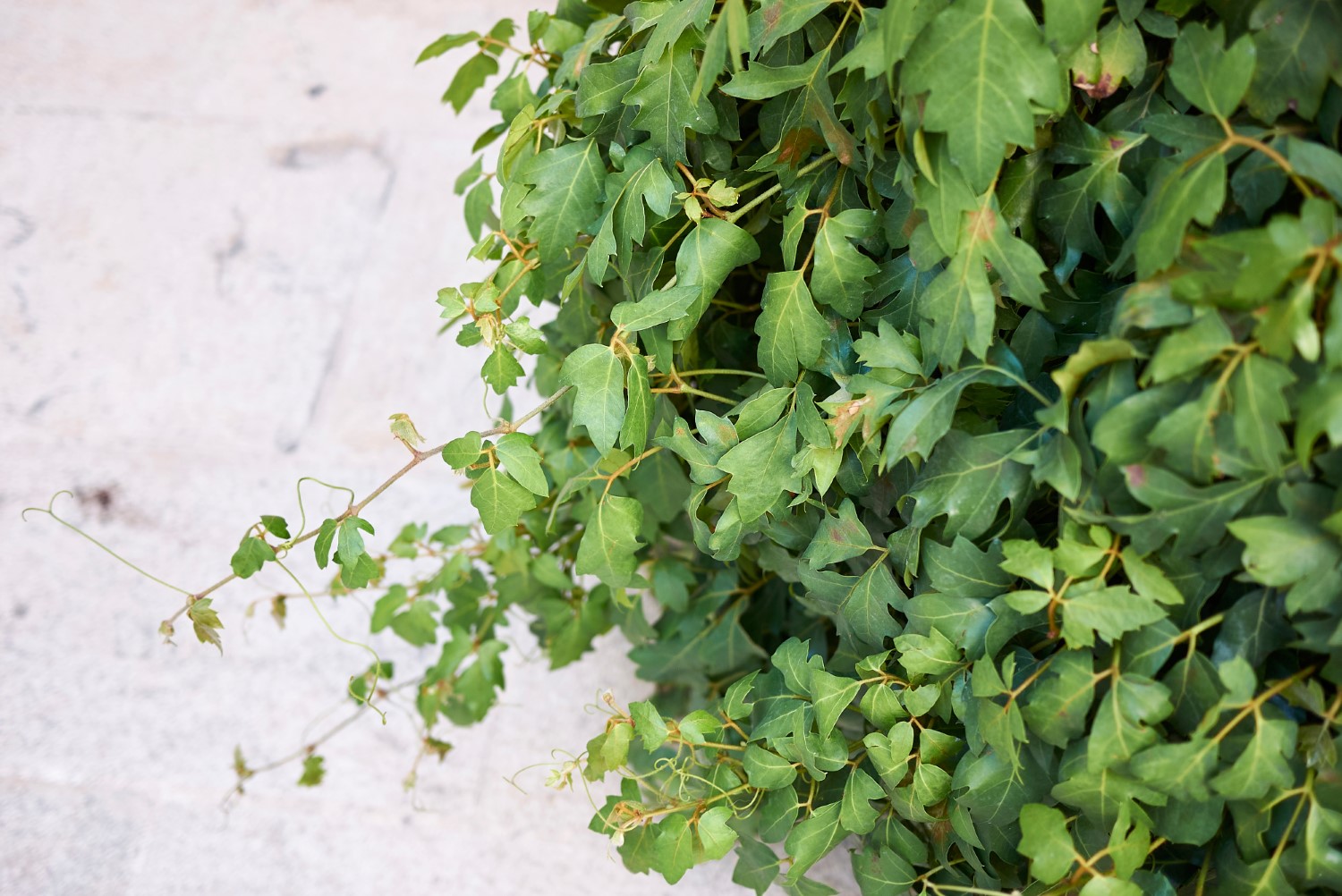 Cissus antarktyczny
