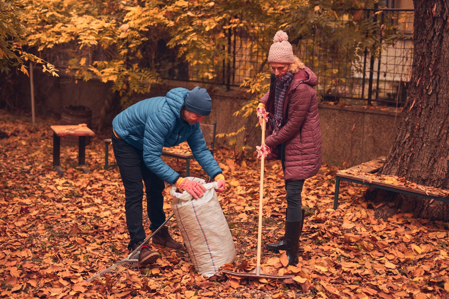 Grabienie liści - robić czy nie?