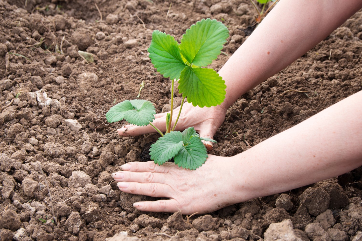 Czy truskawki można sadzić obok pomidorów lub ziemniaków?